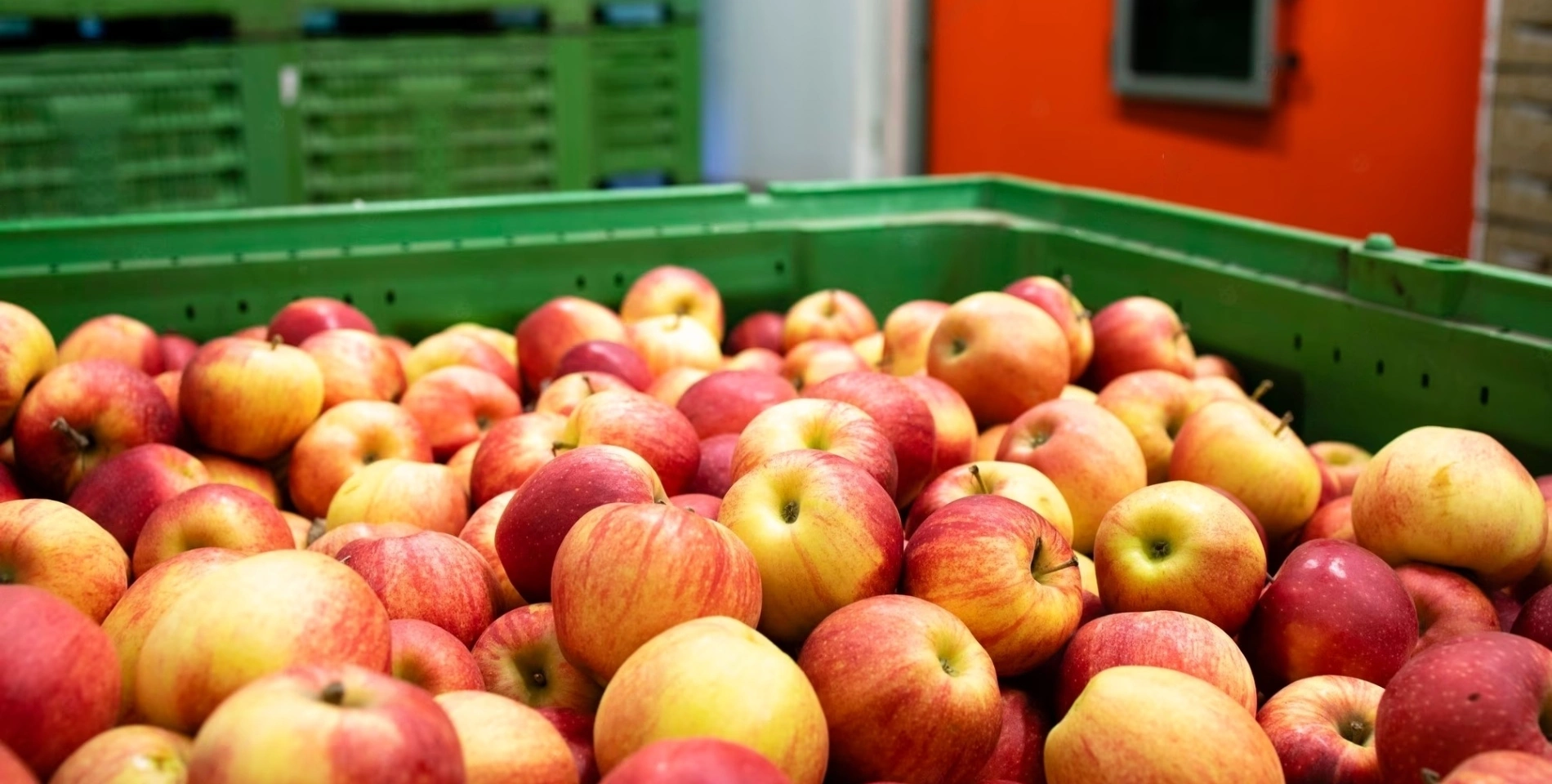 apple-fruit-fotor-20230919134118